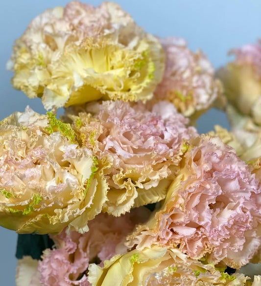 Lisianthus ( Eustoma ) Italia Series Marcello 6 Seeds