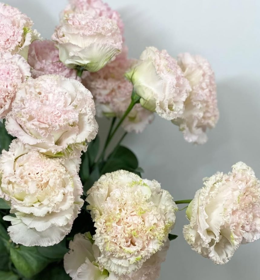 Lisianthus ( Eustoma ) Italia Series  Luciano 6 Seeds