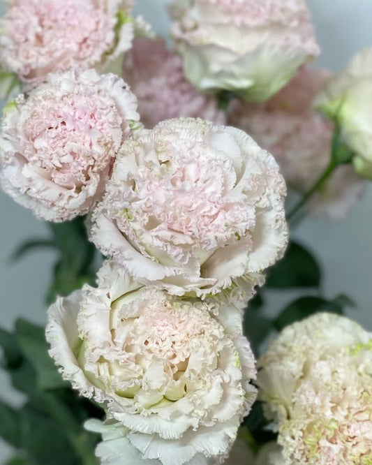 Lisianthus ( Eustoma ) Italia Series  Luciano 6 Seeds