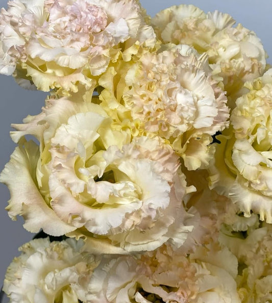 Lisianthus ( Eustoma ) Italia Series  Leandro 6 Seeds