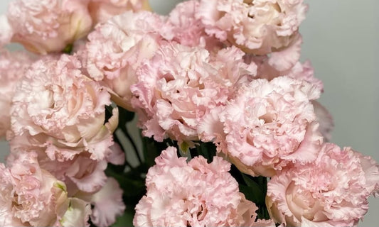 Lisianthus ( Eustoma ) Italia Series Avere 6 Seeds