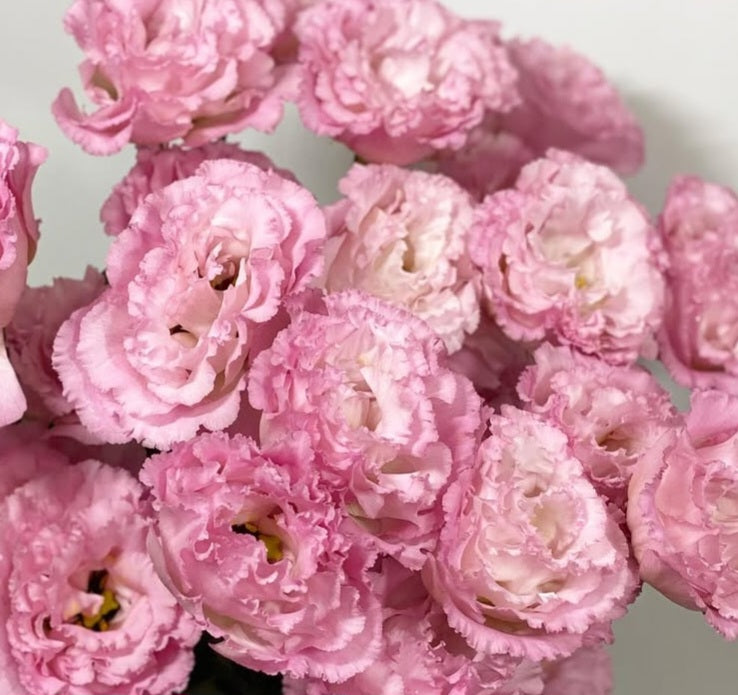 Lisianthus ( Eustoma ) Italia Series Vincenzo 6 Seeds