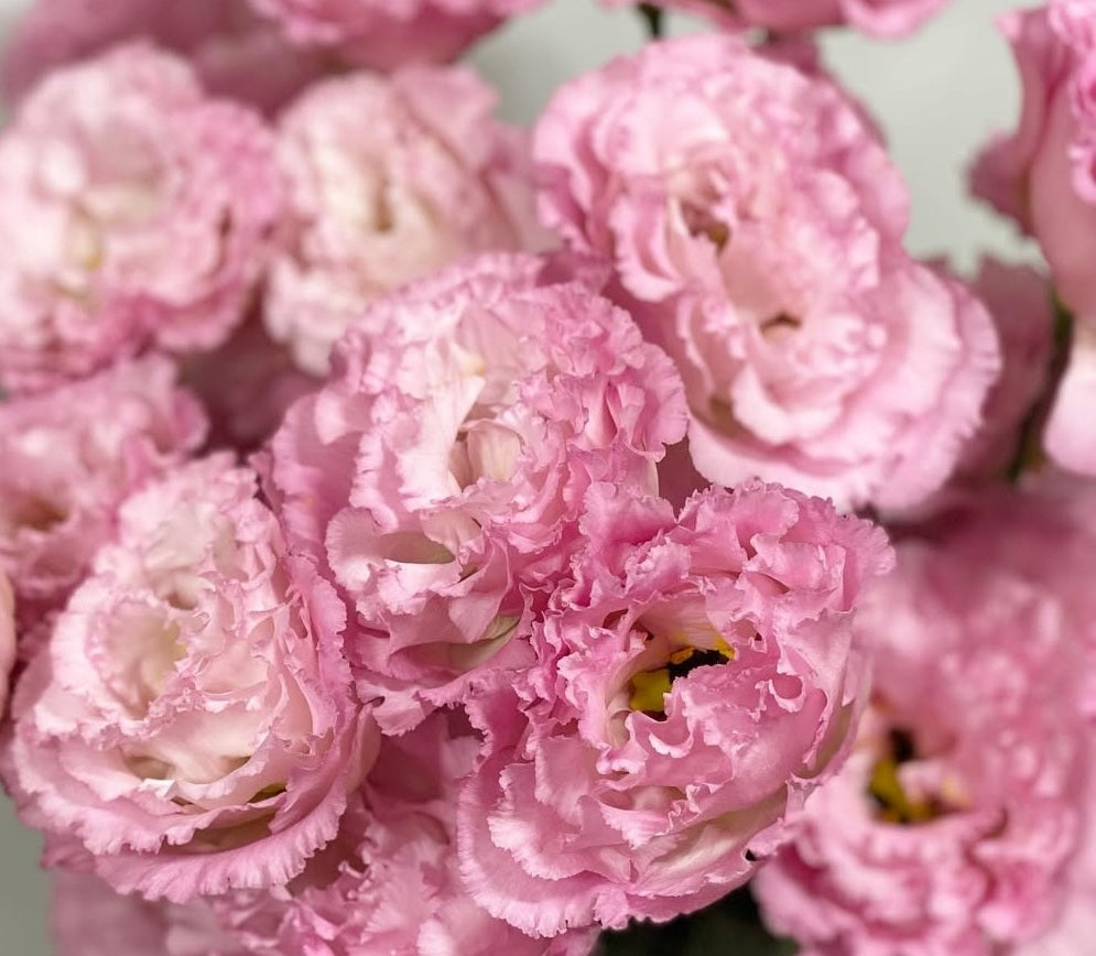 Lisianthus ( Eustoma ) Italia Series Vincenzo 6 Seeds