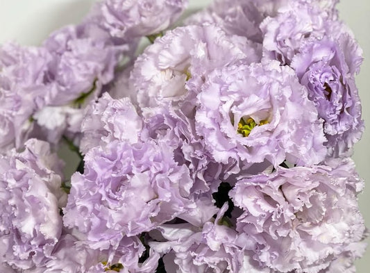Lisianthus ( Eustoma ) Italia Series Salvatore 6 Seeds