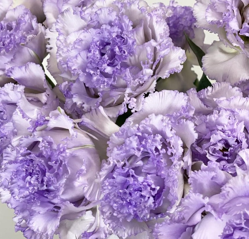 Lisianthus ( Eustoma ) Italia Series Umberto 6 Seeds