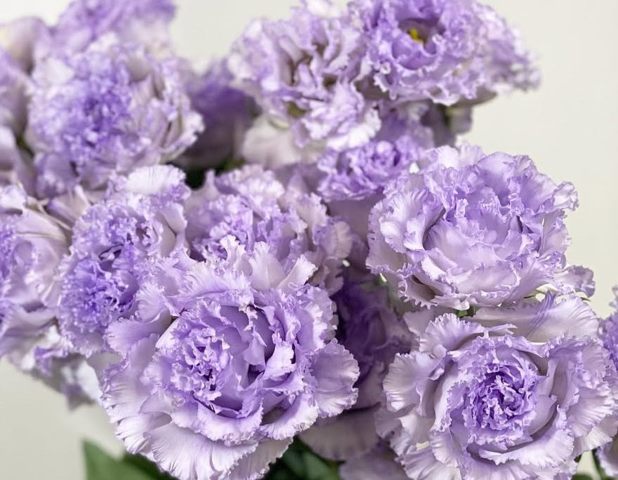 Lisianthus ( Eustoma ) Italia Series Umberto 6 Seeds