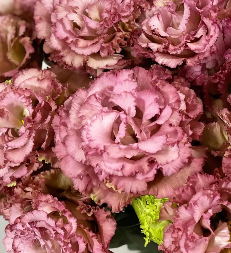 Lisianthus ( Eustoma ) Italia Series Terzo 6 Seeds