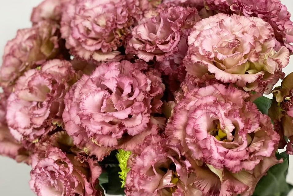 Lisianthus ( Eustoma ) Italia Series Terzo 6 Seeds