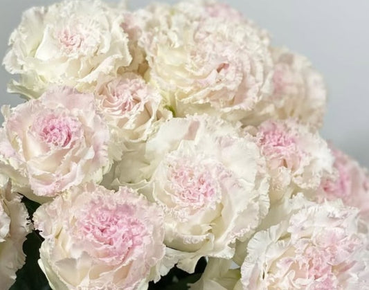 Lisianthus ( Eustoma ) Italia Series Cesare 6 Seeds