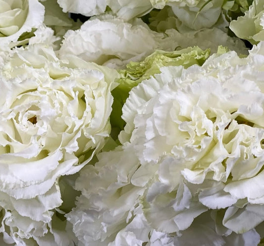 Lisianthus ( Eustoma ) Italia Series Santo 6 Seeds
