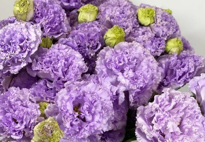 Lisianthus ( Eustoma ) Italia Series Tito 6 Seeds