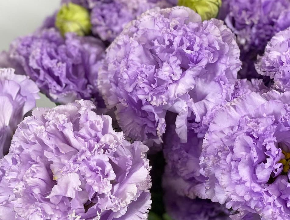 Lisianthus ( Eustoma ) Italia Series Tito 6 Seeds