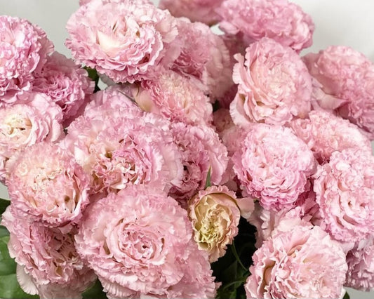 Lisianthus ( Eustoma ) Italia Series Marco 6 Seeds