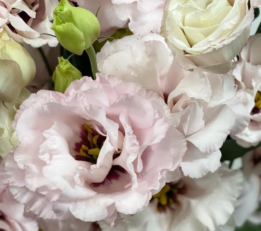 Lisianthus ( Eustoma ) Italia Series Renzo 6 Seeds