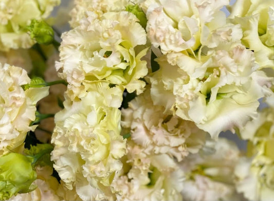 Lisianthus ( Eustoma ) Italia Series Luigi 6 Seeds