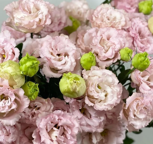 Lisianthus ( Eustoma ) Italia Series Rocco 6 Seeds