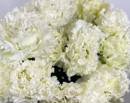 Lisianthus ( Eustoma ) Italia Series Ennio 6 Seeds