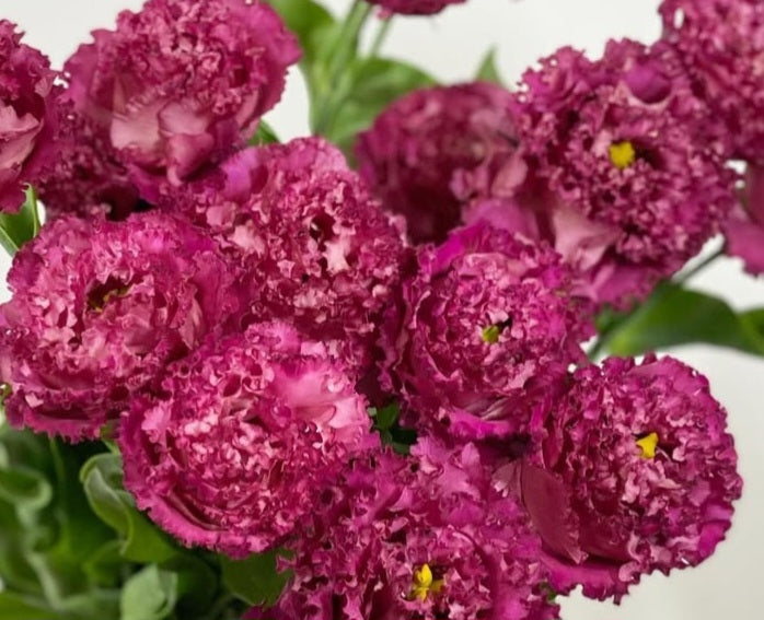 Lisianthus ( Eustoma ) Italia Series Gianni 6 Seeds