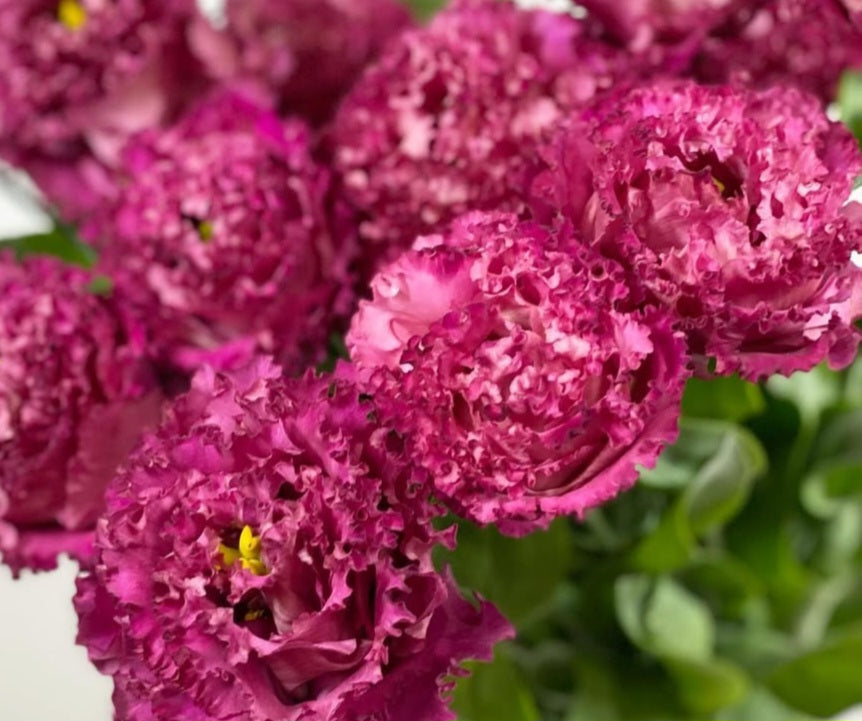 Lisianthus ( Eustoma ) Italia Series Gianni 6 Seeds