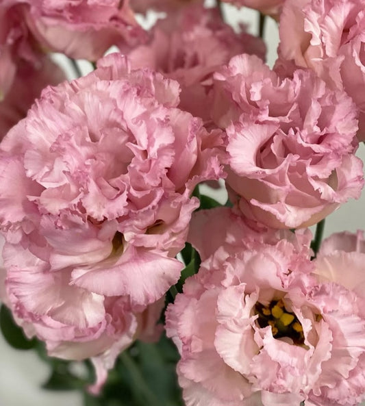 Lisianthus ( Eustoma ) Italia Series Enzo 6 Seeds