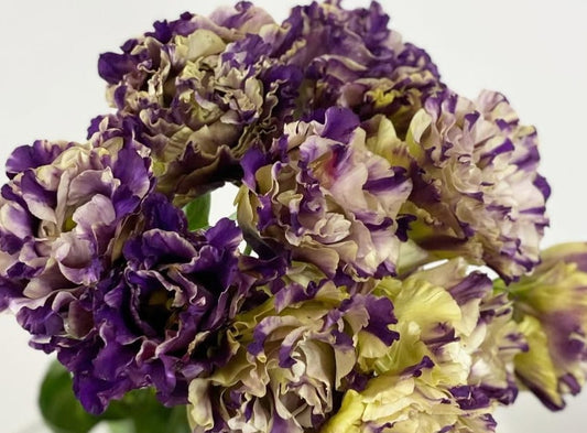 Lisianthus ( Eustoma ) Italia Series Elio 6 Seeds