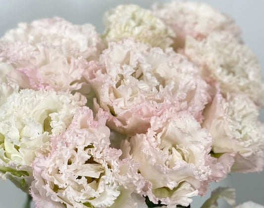 Lisianthus ( Eustoma ) Italia Series Bruno 6 Seeds