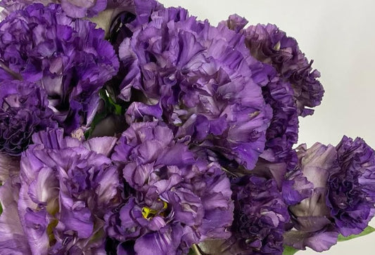 Lisianthus ( Eustoma ) Italia Series Dario 6 Seeds