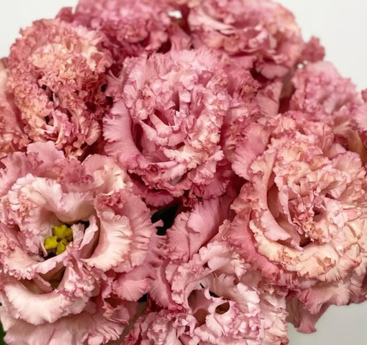 Lisianthus ( Eustoma ) Italia Series Dante 6 Seeds