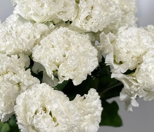 Lisianthus ( Eustoma ) Italia Series Aurelio 6 Seeds