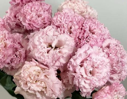 Lisianthus ( Eustoma ) Italia Series Alonzo 6 Seeds