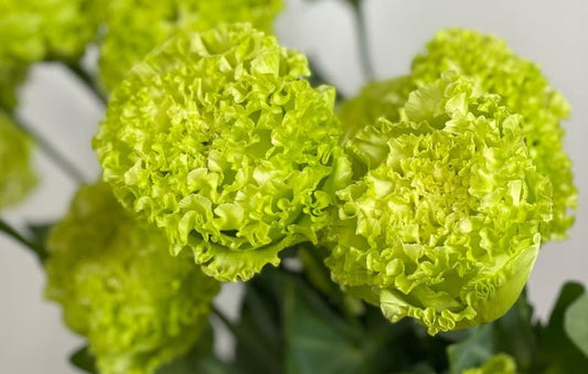 Lisianthus ( Eustoma ) Italia Series Amerigo 6 Seeds