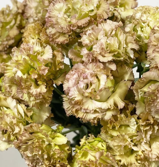 Lisianthus ( Eustoma ) Italia Series Amadeo 6 Seeds