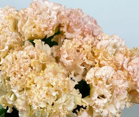 Lisianthus ( Eustoma ) Italia Series Alvize 6 Seeds