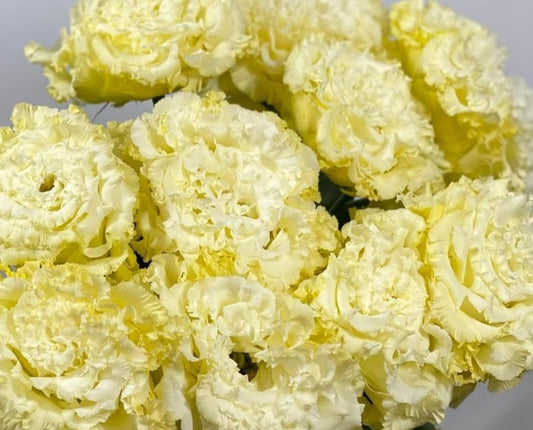 Lisianthus ( Eustoma ) Italia Series Beniamino 6 Seeds