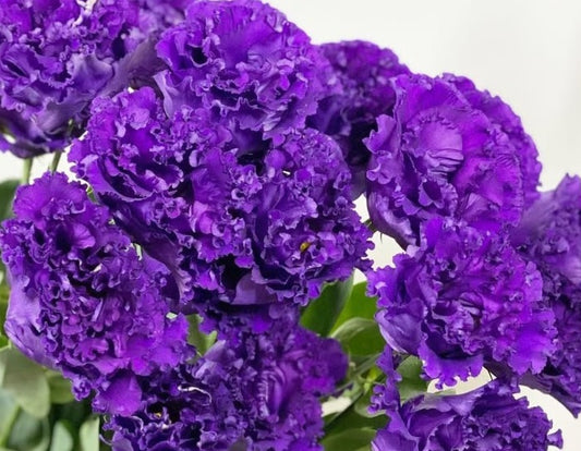 Lisianthus ( Eustoma ) Italia Series Antonio 6 Seeds