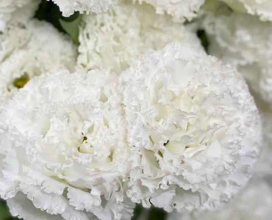Lisianthus ( Eustoma ) Italia Series Matteo 6 Seeds