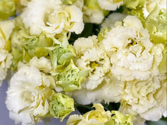 Lisianthus ( Eustoma ) Italia Series Riccardo 6 Seeds