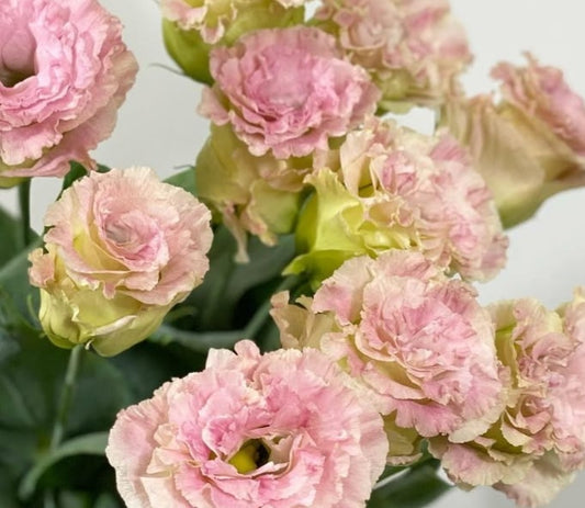 Lisianthus ( Eustoma ) Italia Series Edoardo 6 Seeds