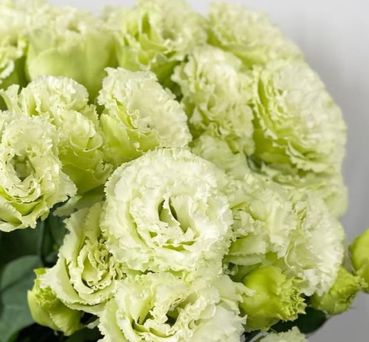 Lisianthus ( Eustoma ) Italia Series Giuseppe 6 Seeds