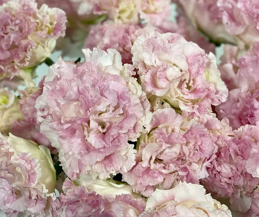 Lisianthus ( Eustoma ) Italia Series Niccolò 6 Seeds