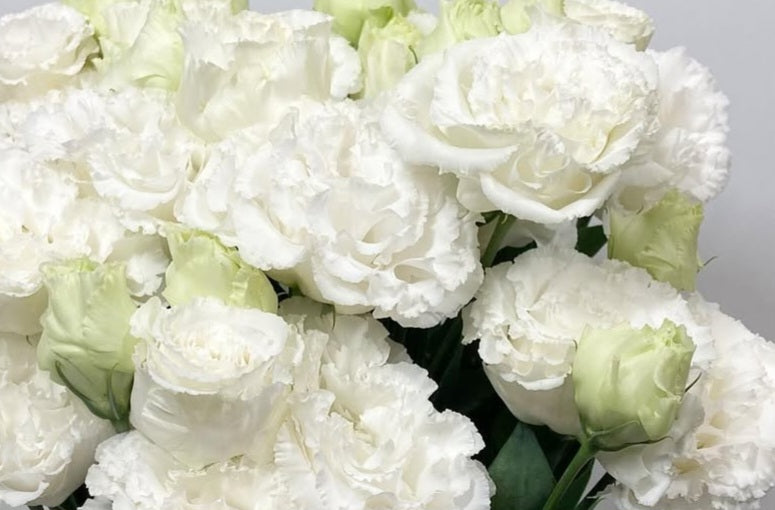 Lisianthus ( Eustoma ) Italia Series Tommaso 6 Seeds