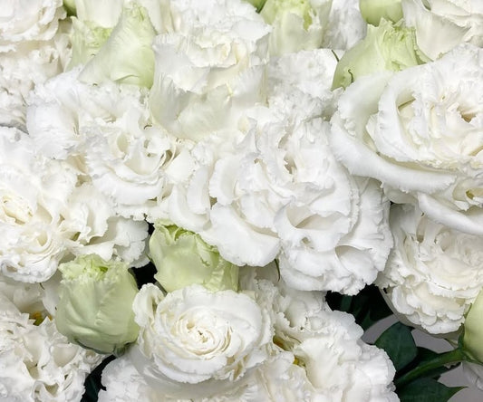 Lisianthus ( Eustoma ) Italia Series Leonardo 6 Seeds