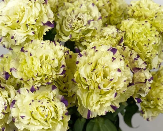 Lisianthus ( Eustoma ) Italia Series Francesco 6 Seeds