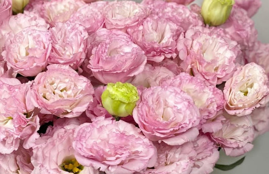 Lisianthus ( Eustoma ) Italia Series Alessandro 6 Seeds