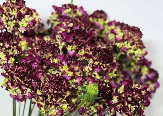 Scabiosa japonica Léna 50 Seeds