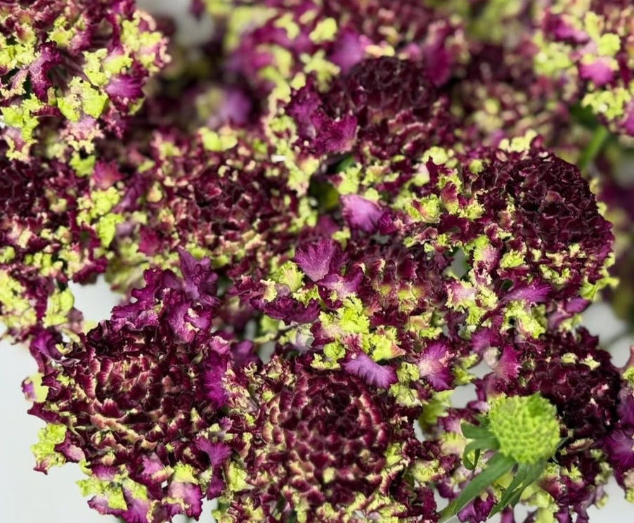 Scabiosa japonica Léna 50 Seeds