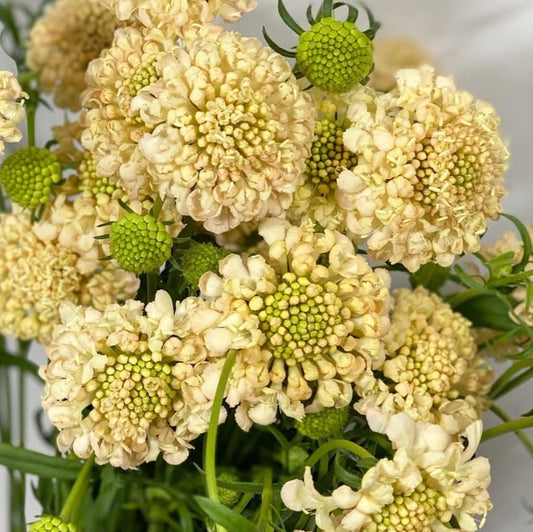 Scabiosa japonica Manon 50 Seeds