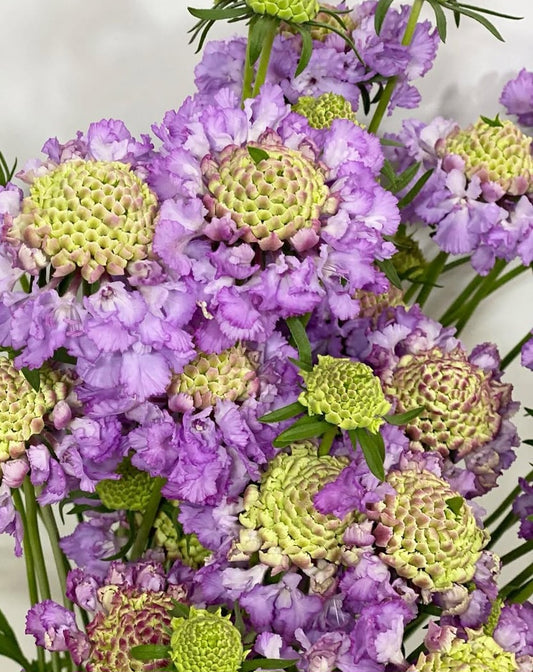 Scabiosa japonica Daphné 50 Seeds