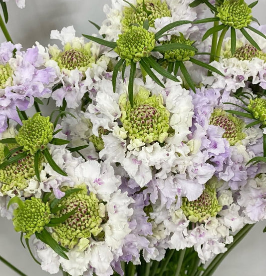 Scabiosa japonica Cosette 50 Seeds