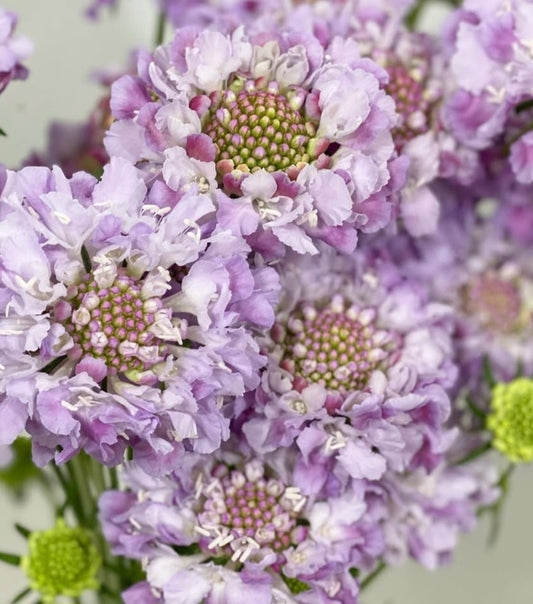 Scabiosa japonica Élise 50 Seeds